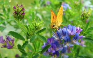 Biodiversite_Luzerne_011